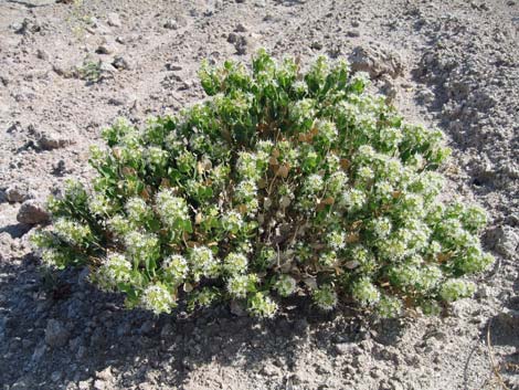 Shinyleaf Sandpaper Plant (Petalonyx nitidus)