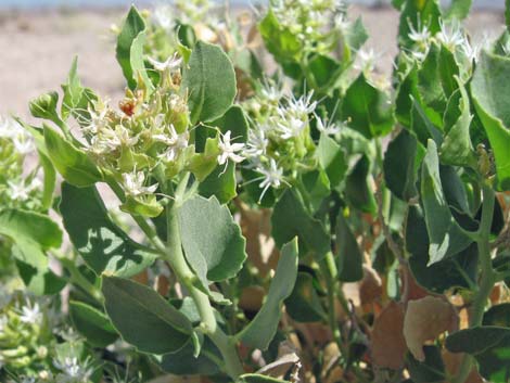 Shinyleaf Sandpaper Plant (Petalonyx nitidus)