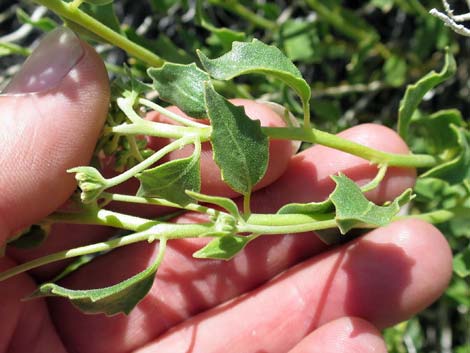 Parry's Sandpaper Plant (Petalonyx parryi)