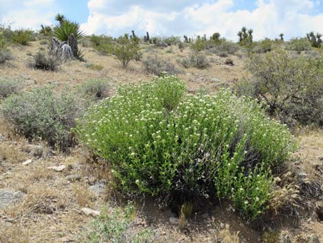 Parry's Sandpaper Plant (Petalonyx parryi)