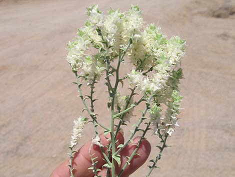 Thurber's Sandpaper Plant (Petalonyx thurberi)