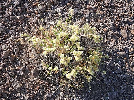 Thurber's Sandpaper Plant (Petalonyx thurberi)