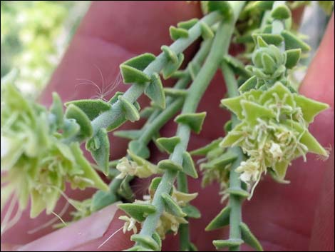 Thurber's Sandpaper Plant (Petalonyx thurberi)