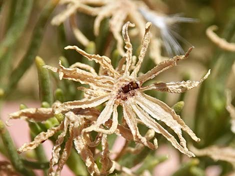 Schott's Pygmycedar (Peucephyllum schottii)