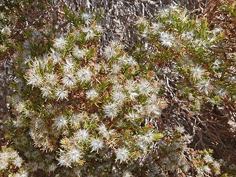 Schott's Pygmycedar (Peucephyllum schottii)