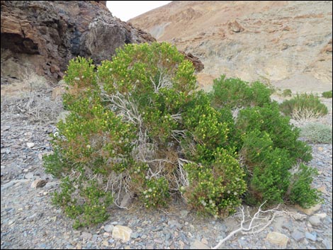 Schott's Pygmycedar (Peucephyllum schottii)