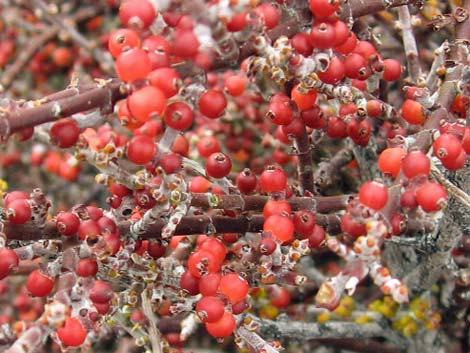 Mesquite Mistletoe (Phoradendron californicum)