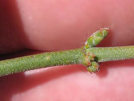 Mesquite Mistletoe (Phoradendron californicum)