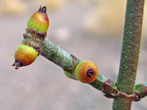 Mesquite Mistletoe (Phoradendron californicum)