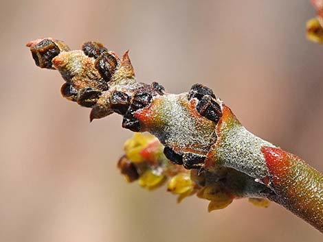 Mesquite Mistletoe (Phoradendron californicum)