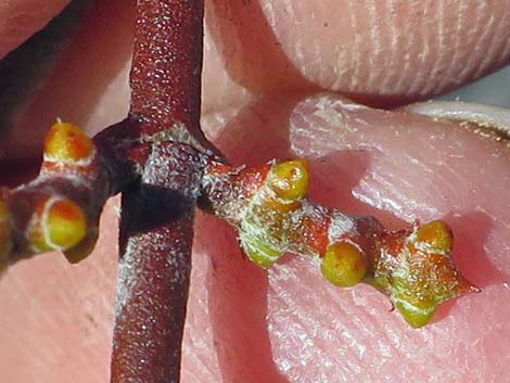 Mesquite Mistletoe (Phoradendron californicum)