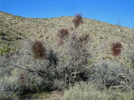 Mesquite Mistletoe (Phoradendron californicum)