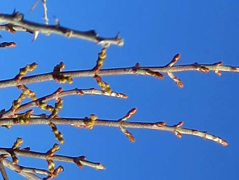 Mesquite Mistletoe (Phoradendron californicum)