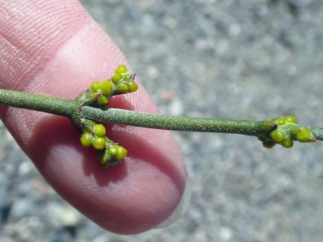 Mesquite Mistletoe (Phoradendron californicum)