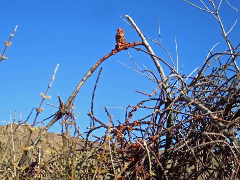 Mesquite Mistletoe (Phoradendron californicum)