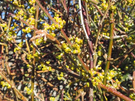 Mesquite Mistletoe (Phoradendron californicum)