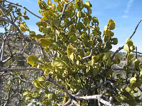 Cory's Oak Mistletoe (Phoradendron coryae)