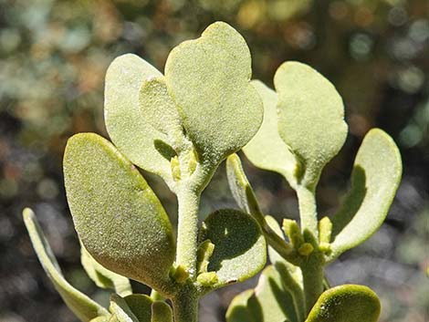 Cory's Oak Mistletoe (Phoradendron coryae)