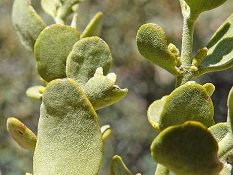 Cory's Oak Mistletoe (Phoradendron coryae)