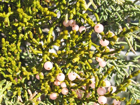 Juniper Mistletoe (Phoradendron juniperinum)