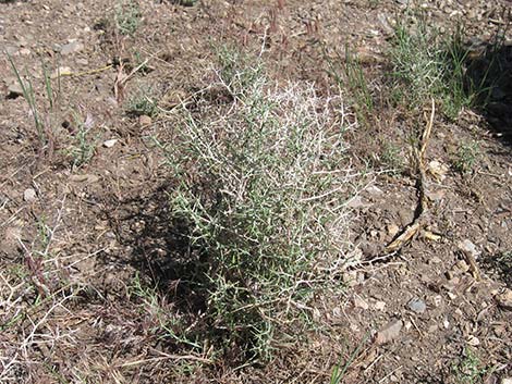 Prickly Wirelettuce (Pleiacanthus spinosus)