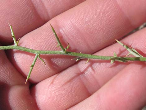 Thorn Skeletonweed (Pleiacanthus spinosus)