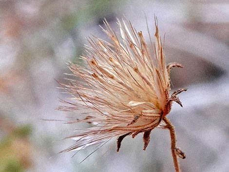 Bush Arrowleaf (Pleurocoronis pluriseta)