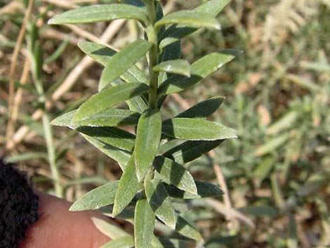 Arrowweed (Pluchea sericea)