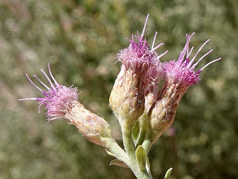 Arrowweed (Pluchea sericea)