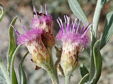 Arrowweed (Pluchea sericea)