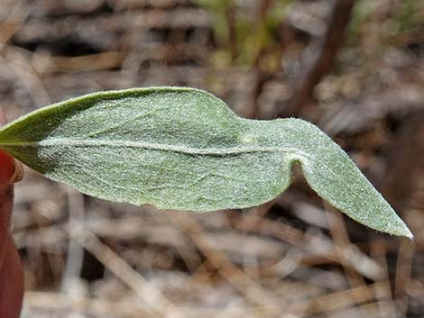 Arrowweed (Pluchea sericea)