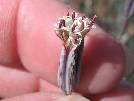 Odora (Porophyllum gracile)