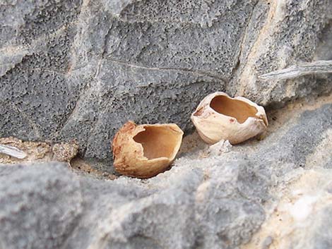 Desert Almond (Prunus fasciculata)