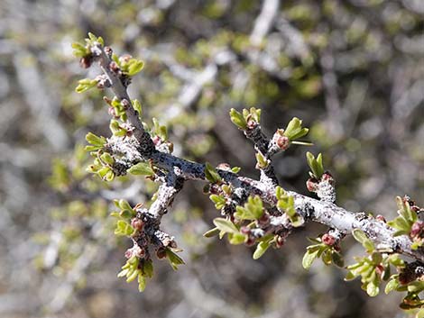 Desert Almond (Prunus fasciculata)