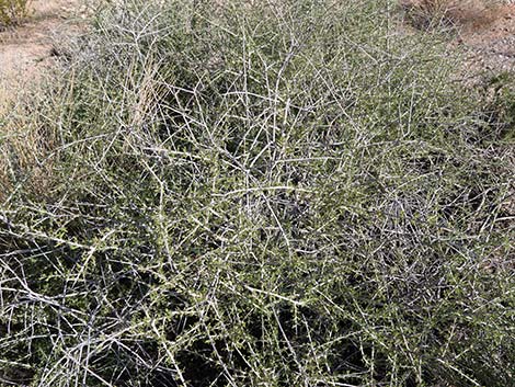 Desert Almond (Prunus fasciculata)