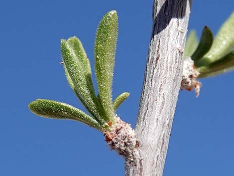 Desert Almond (Prunus fasciculata)