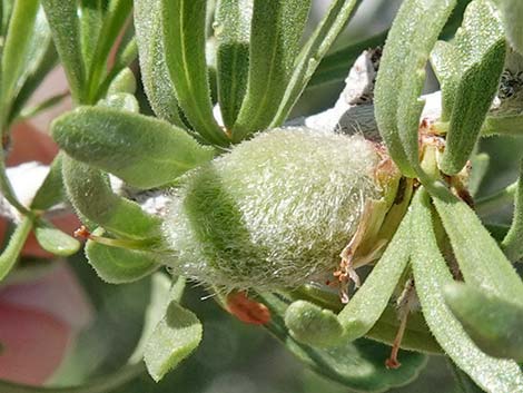 Desert Almond (Prunus fasciculata)