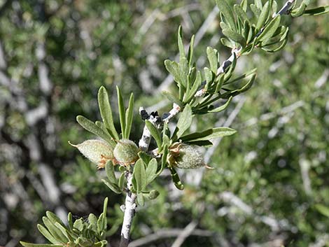 Desert Almond (Prunus fasciculata)