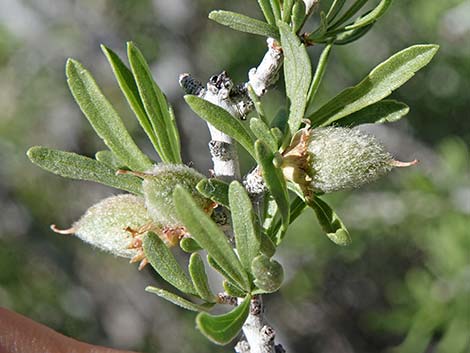 Desert Almond (Prunus fasciculata)