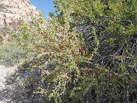 Desert Almond (Prunus fasciculata)