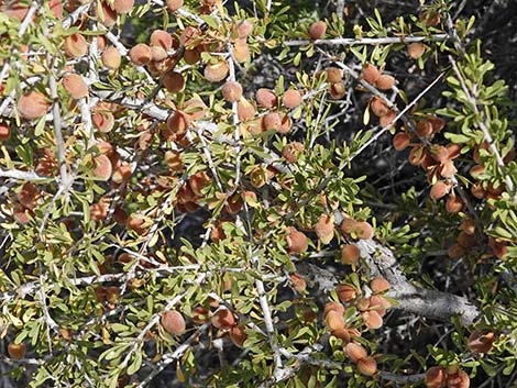 Desert Almond (Prunus fasciculata)