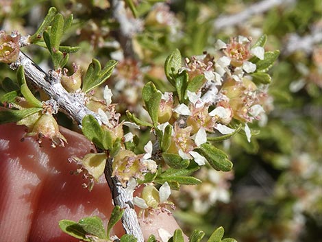 Desert Almond (Prunus fasciculata)