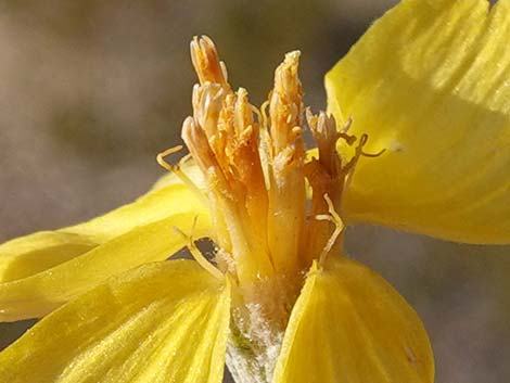 Whitestem Paperflower (Psilostrophe cooperi)