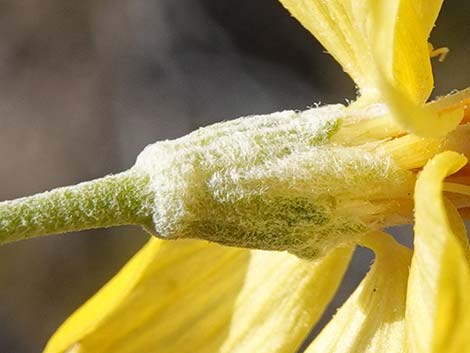 Whitestem Paperflower (Psilostrophe cooperi)