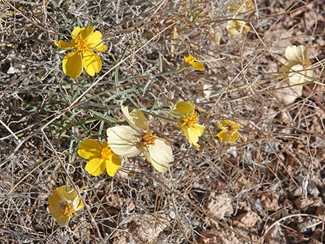 Whitestem Paperflower (Psilostrophe cooperi)