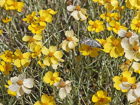 Whitestem Paperflower (Psilostrophe cooperi)