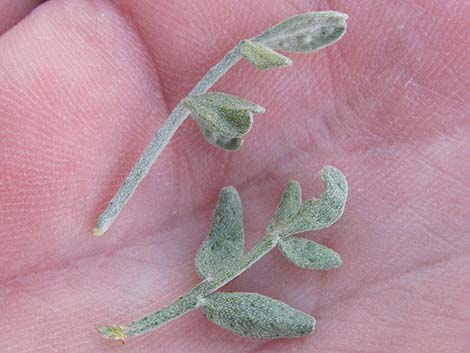 Fremont's Dalea (Psorothamnus fremontii)