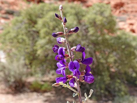 Fremont's Dalea (Psorothamnus fremontii)