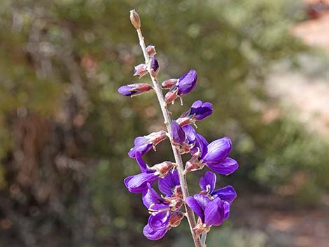 Fremont's Dalea (Psorothamnus fremontii)