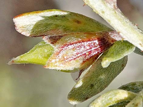 Fremont's Dalea (Psorothamnus fremontii)